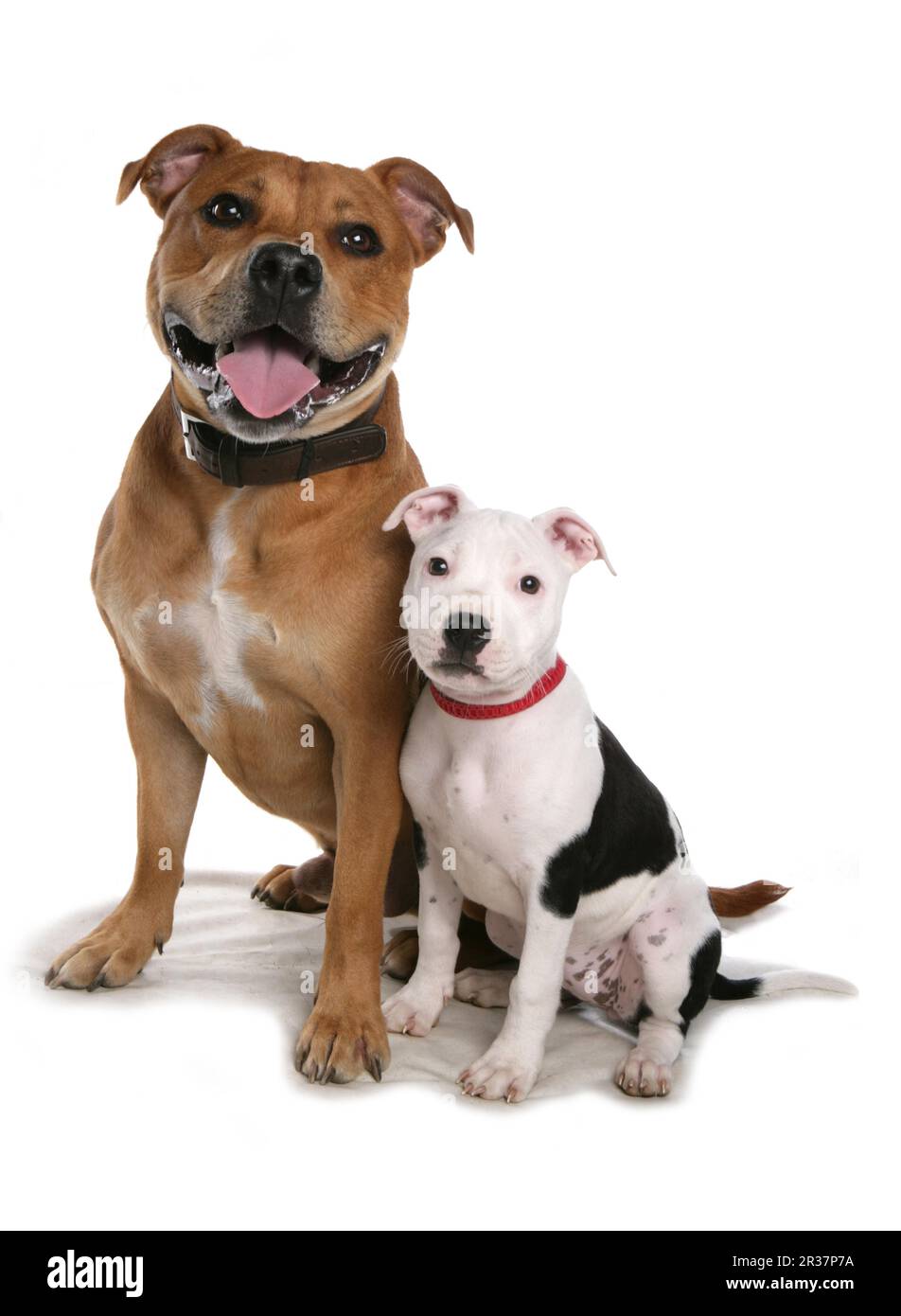 Haushund, Staffordshire Bull Terrier, männlich und Welpe, sitzend, mit Halsband Stockfoto