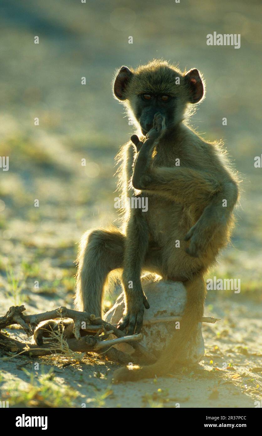 Chacma Baboon (Papio cynocephalus ursinus) Junges Stretchbein, Chobe N. P. Botswana Stockfoto