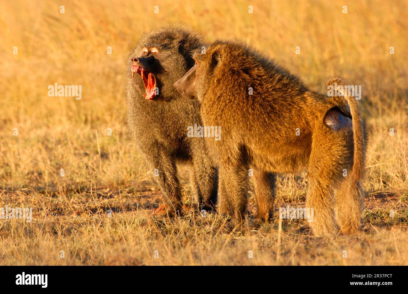 Olive Pavian (Papio hamadryas anubis) zwei Männer, Bedrohung, Masai Mara, Kenia Stockfoto