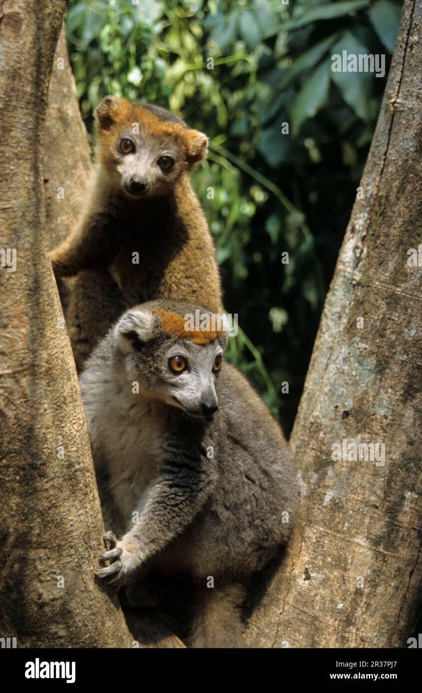 Gekrönter Lemur (Lemur mongoz coronatus), weiblich, mit jungen männlichen, Madagaskar Stockfoto