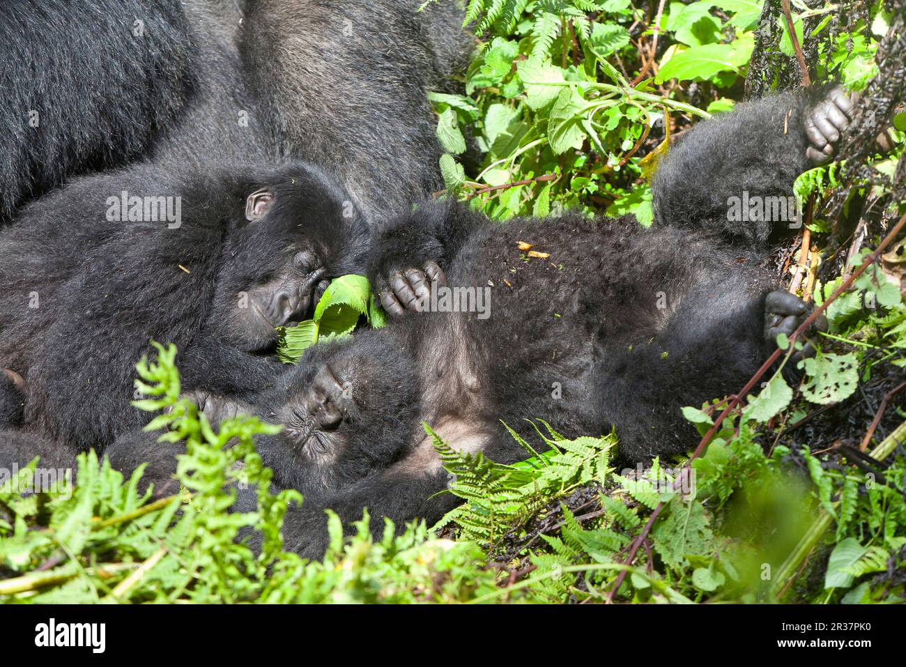 Berggorilla (Gorilla beringei beringei) jung, schläft in Vegetation, Vulkane N. P. Virunga Berge, Ruanda Stockfoto