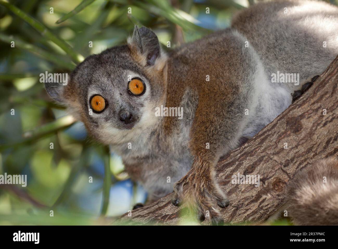 Adulter, weißer, sportlicher Lemur (Lepilemur Leucopus), sitzt auf einem Ast, Berenty Reserve, Madagaskar Stockfoto