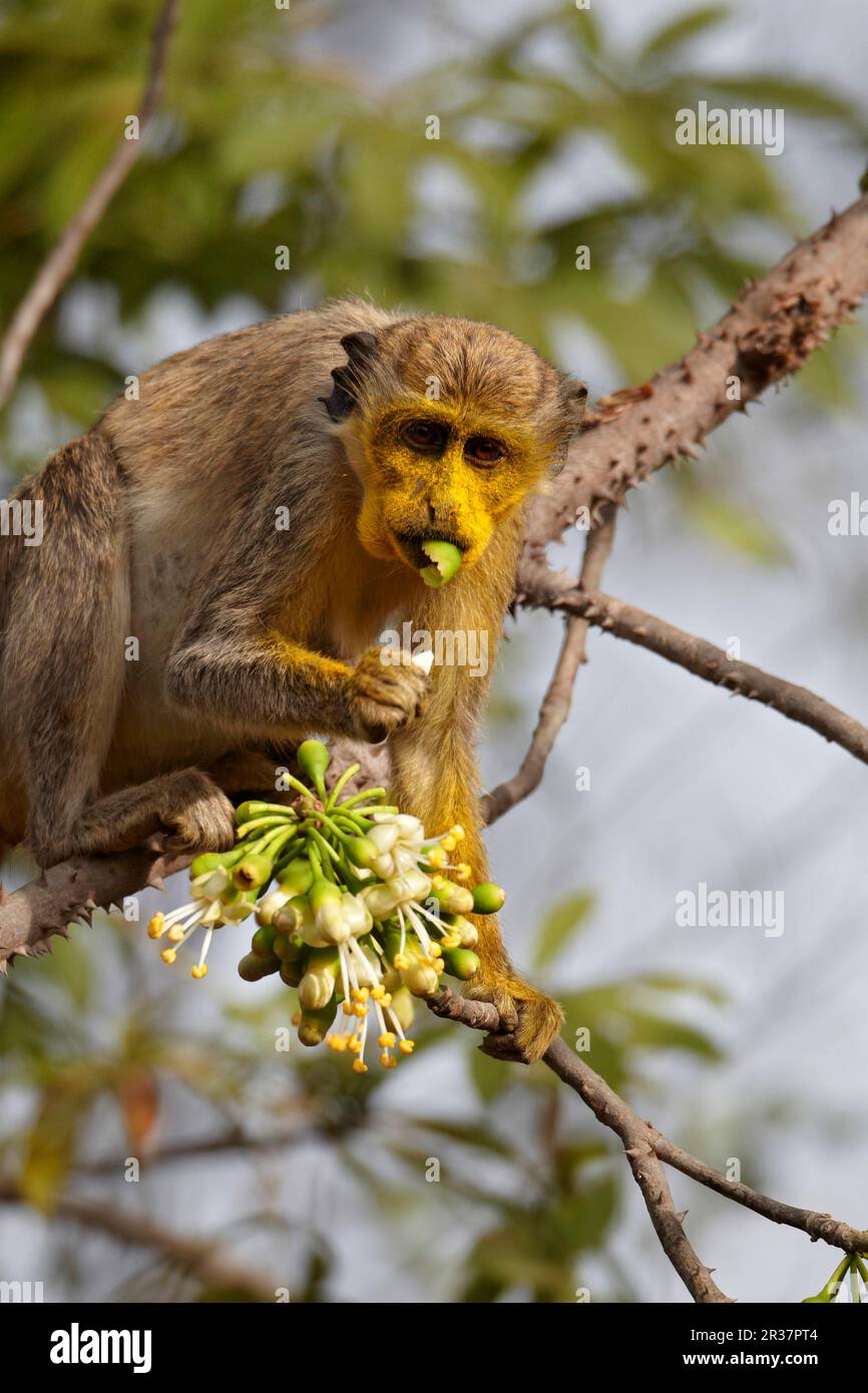 Callithrix-Affe (Cercopithecus sabaeus), Erwachsener, mit Pollen im Gesicht, Fütterung von ceiba-Baumblumen, Niokolo-Koba, Senegal Stockfoto