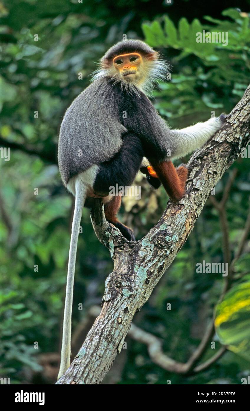 Roter Schenkel Douc Langur (Pygathrix nemaeus nemaeus) im Baum, gefangen, roter Schenkel Douc Langur (Pygathrix nemaeus nemaeus) Affen, Säugetiere, Tiere Stockfoto