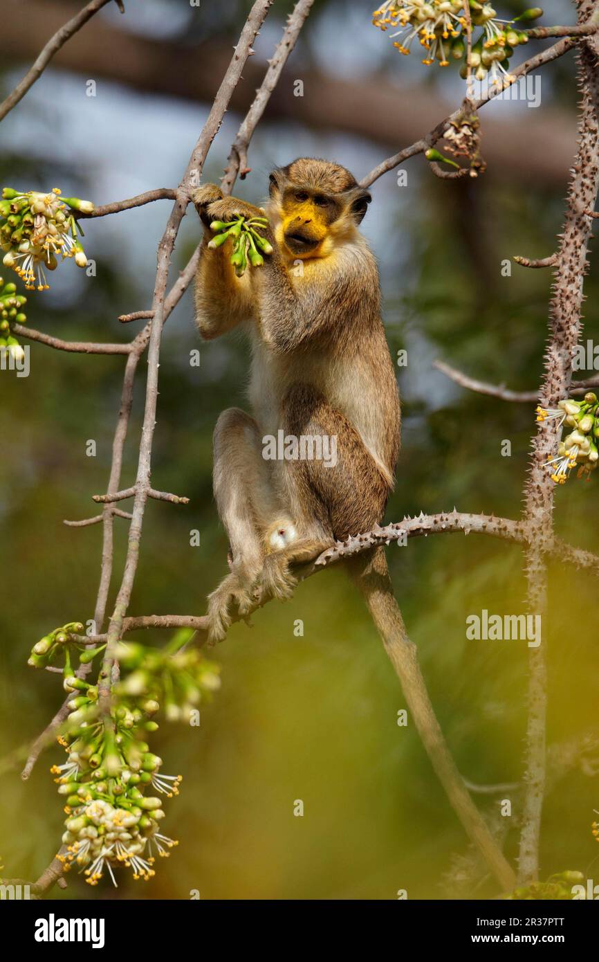 Callithrix-Affe (Cercopithecus sabaeus), Erwachsener, mit Pollen im Gesicht, Fütterung von ceiba-Baumblumen, Niokolo-Koba, Senegal Stockfoto