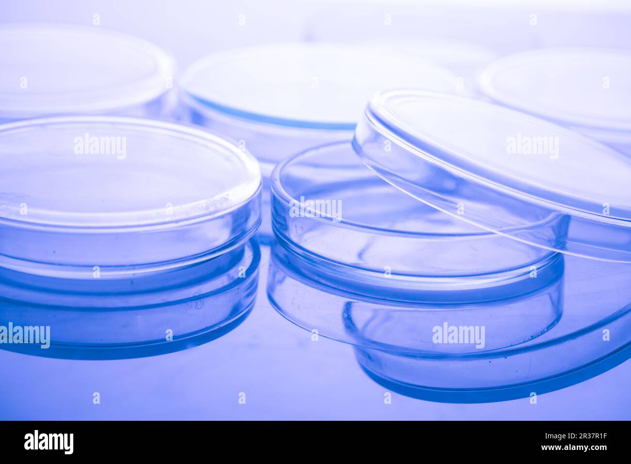 Petrischalen Makro Stockfoto