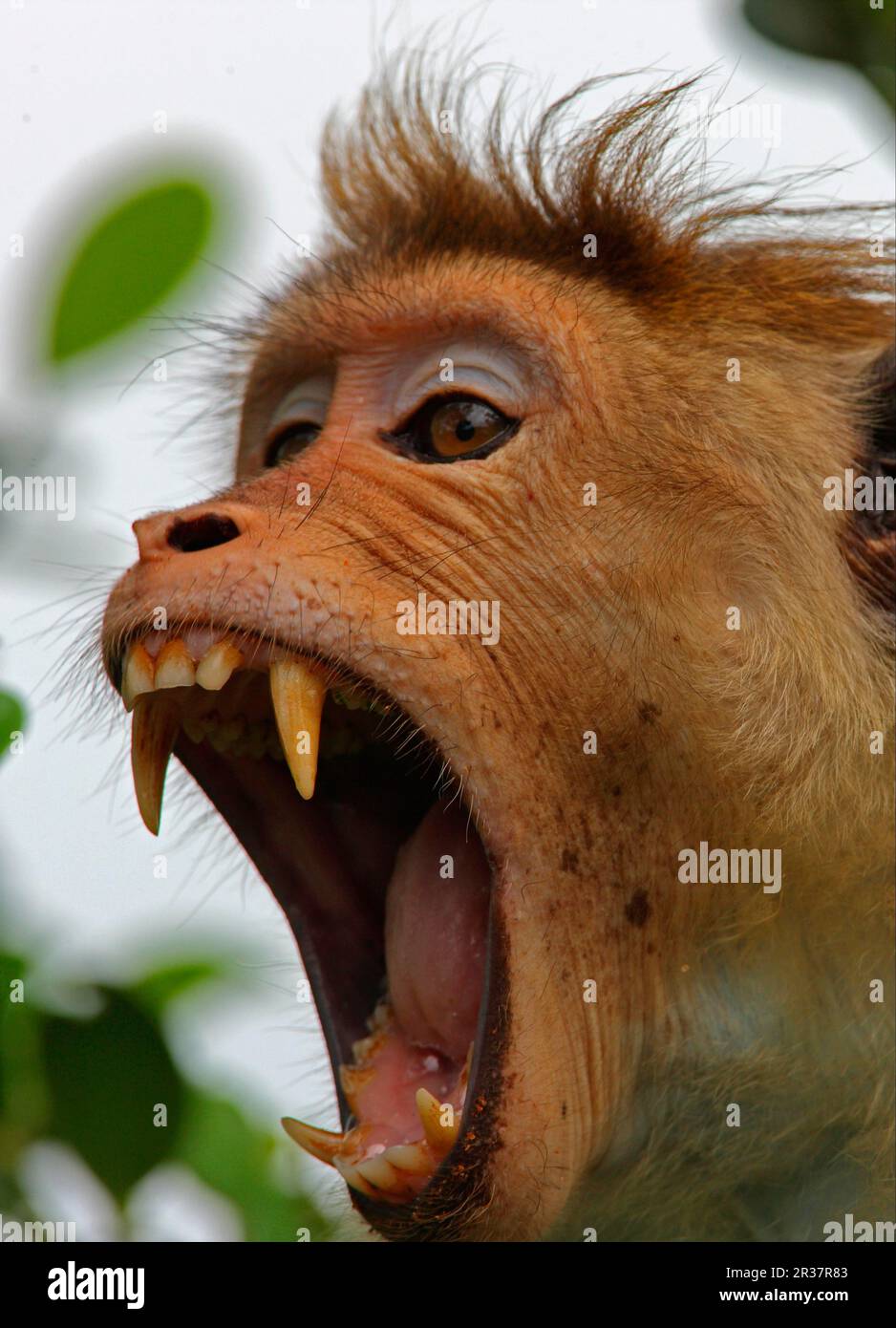 Toque-Toque-Makake (Macaca sinica), Erwachsener, gähnt, Nahaufnahme des Kopfes, Sri Lanka Stockfoto