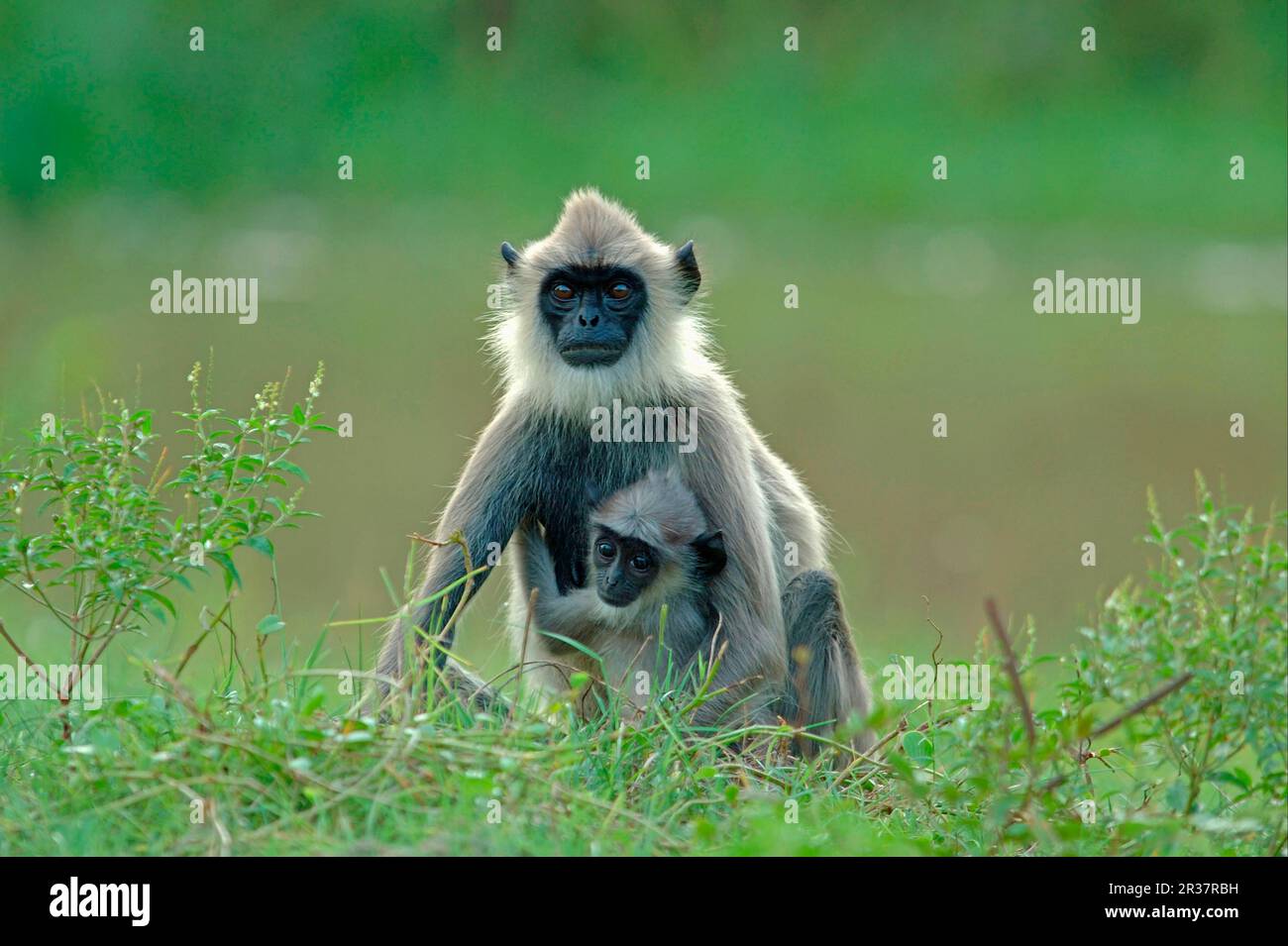 Graue Buschlangur (Semnopithecus priam), Erwachsene Frau mit Baby, Arugam Bay, Sri Lanka Stockfoto