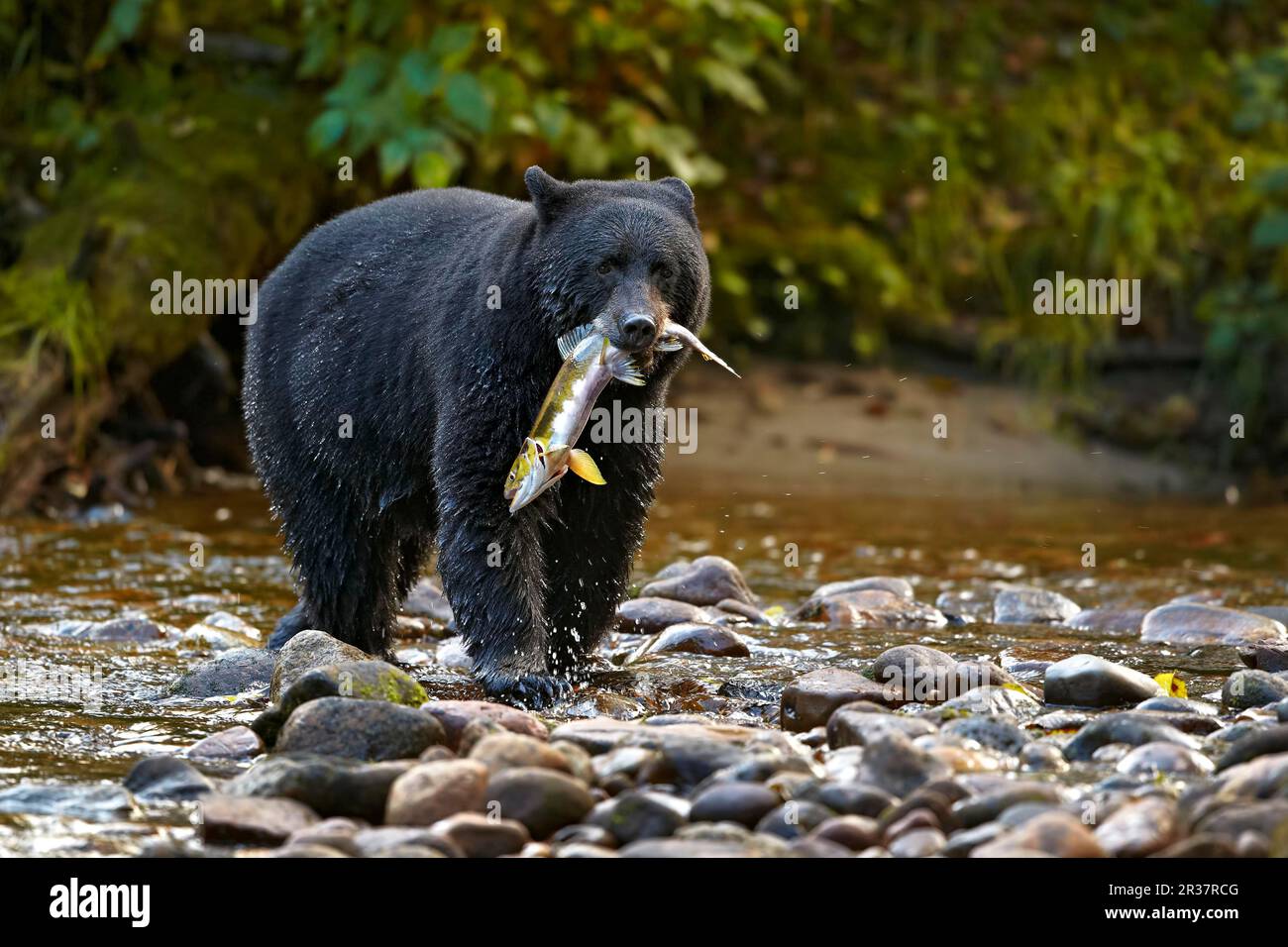 Amerikanischer Schwarzbär (Ursus americanus kermodei), ausgewachsen, Fütterung von Chinook-Lachs (Oncorhynchus tshawytscha), Fischen von Lachs am Rand von Stockfoto