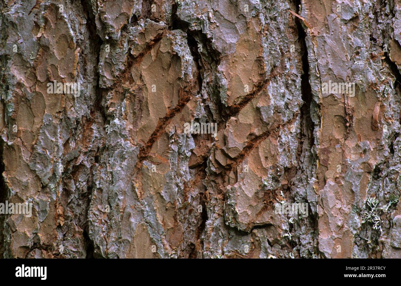 Europäische Braunbären (Ursus arctos), Europäischer Braunbär, Bären, Raubtiere, Säugetiere, Tiere, Braunbärkralle, die auf eine Kiefer klettert Stockfoto