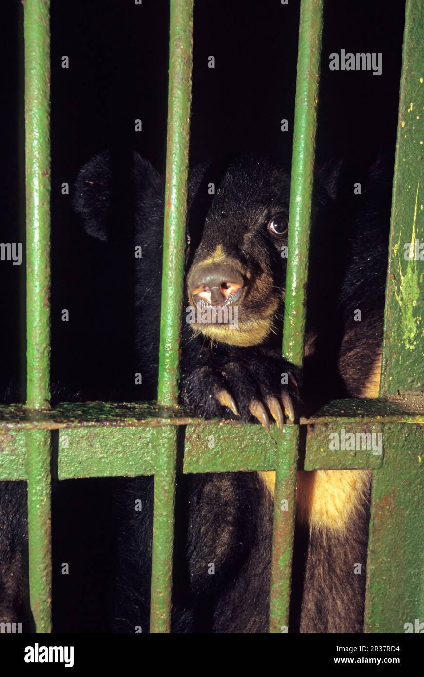 Asiatische Schwarzbärchen (Selenarctos thibetanus), die aus dem Gallenhandel konfisziert und einem Zoo übergeben wurden, der keinen Platz für sie hat, Hanoi Zoo, Vietnam Stockfoto