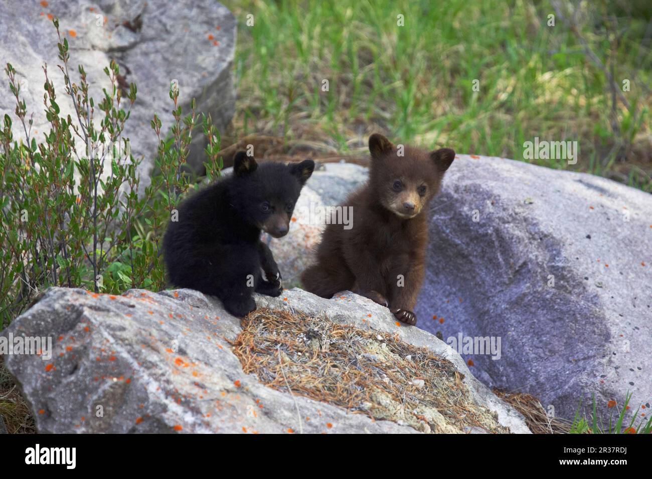 Amerikanischer Schwarzbär (Ursus americanus), amerikanischer Schwarzbär, Bären, Raubtiere, Säugetiere, Tiere, American Black Bear Normal und Zimt, zwei Stockfoto