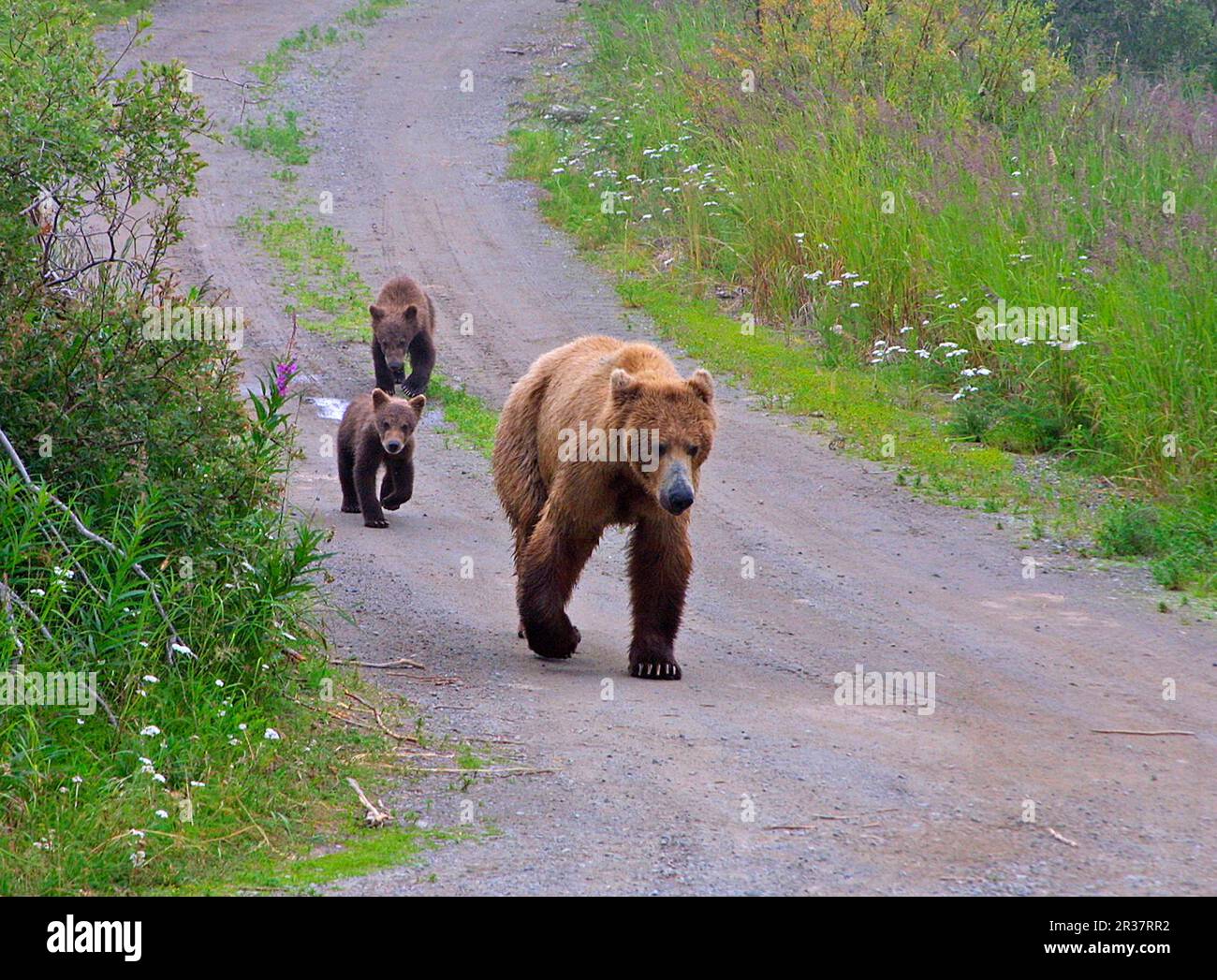 Grizzlybären, Grizzlybären, Braunbären, Braunbären (Ursus arctos), Bären, Raubtiere, Säugetiere, Tiere, Grizzly-Bär-Mutter führt zwei Jungen an Stockfoto