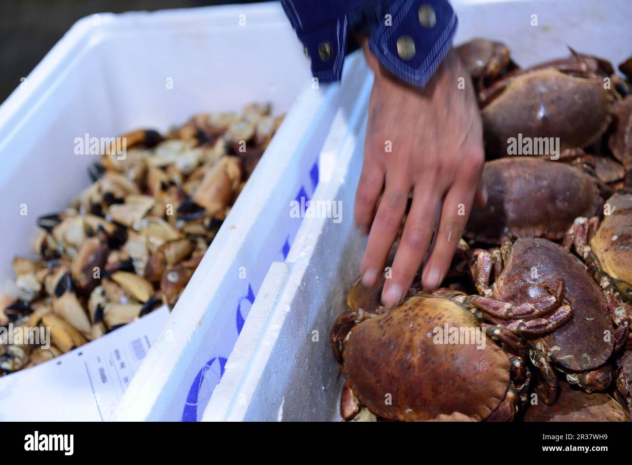 Fischauktion, Fischhafen, Göteborg, Sweden2 Stockfoto