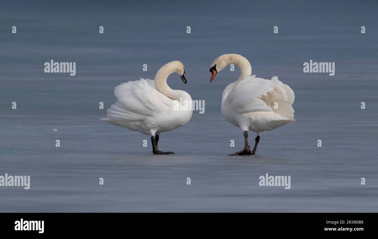 Ein Paar Schwäne auf einem gefrorenen See Stockfoto