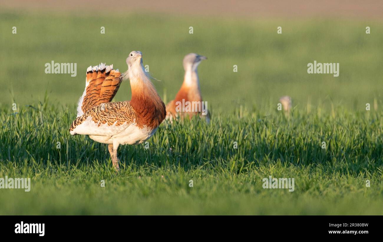 Trappenwerbung, unser größter fliegender Vogel in Europa Stockfoto