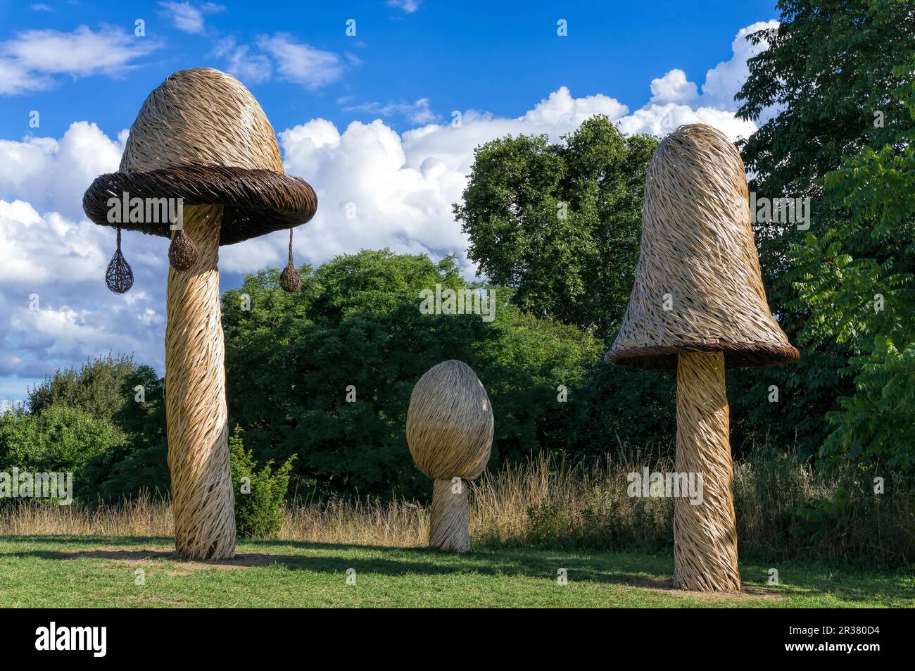 Tom Huber Pilze Fairy Ring Stockfoto