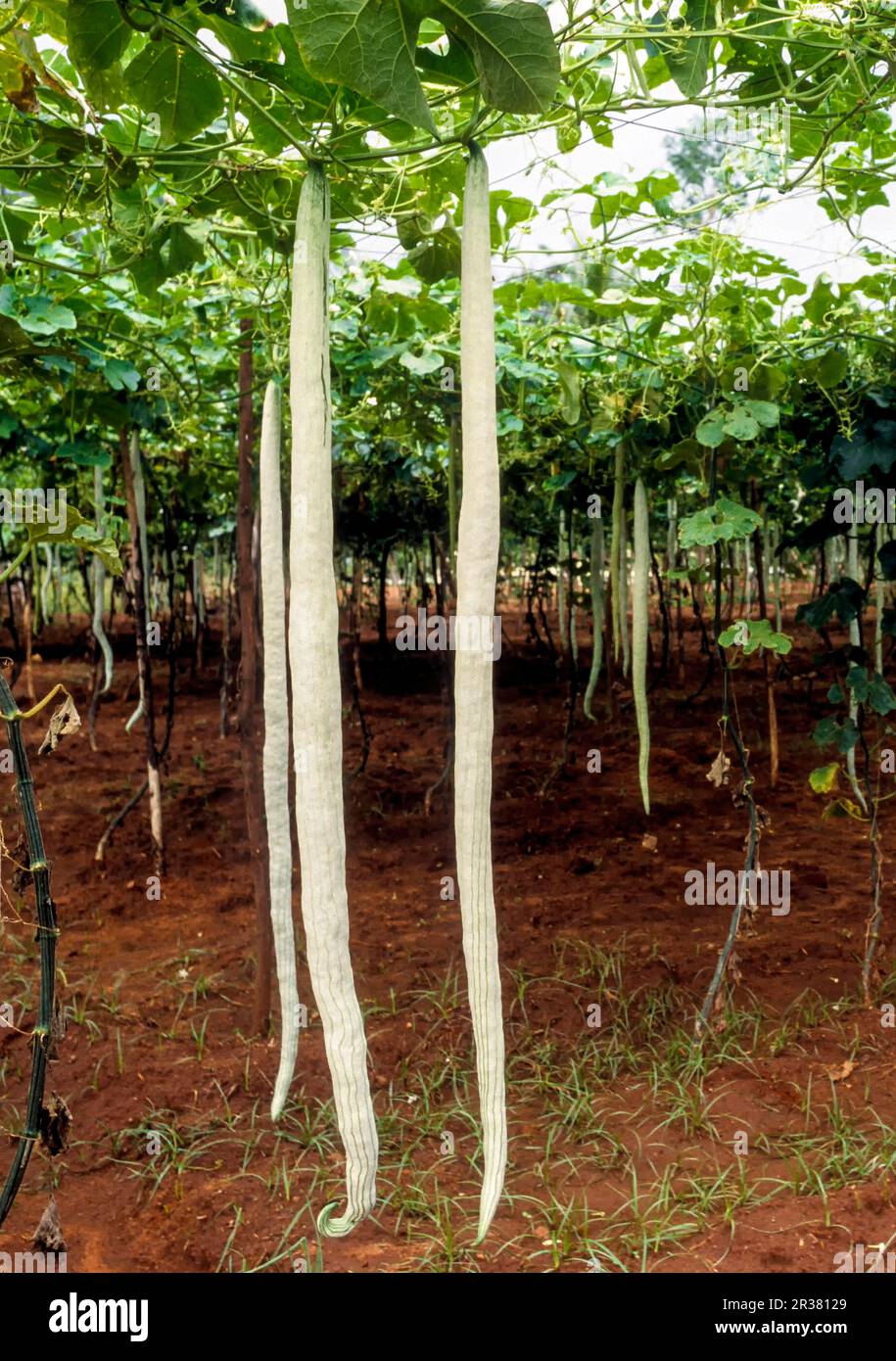 Gemüseschlangengurke (Trichosanthes cucumerina Linn) (Cucrbitaeae) Tamil Nadu, Südindien, Indien, Asien Stockfoto