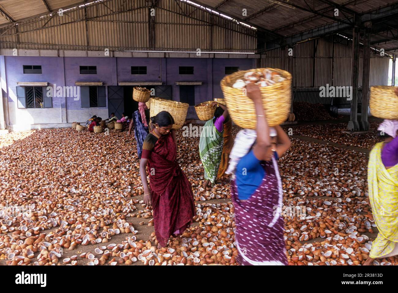 Arbeiter, die getrocknete Kokosnüsse auf Körben in einer Ölförderfabrik in Vellakoil Vellakovil Tamil Nadu, Südindien, Indien, Asien trugen Stockfoto