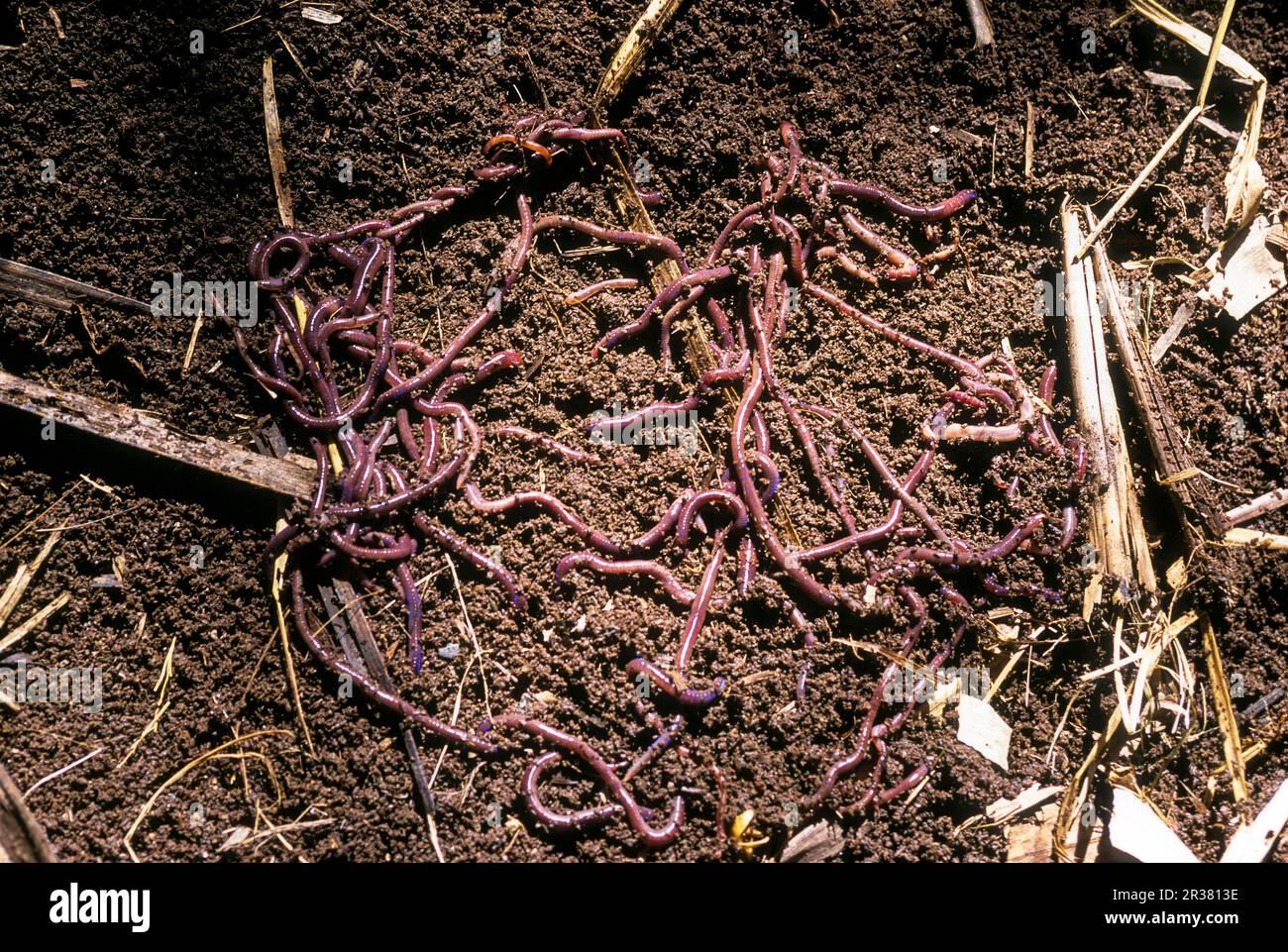 Erdwürmer in einem Kompostierhof, biologischer Landbau in Indien Stockfoto