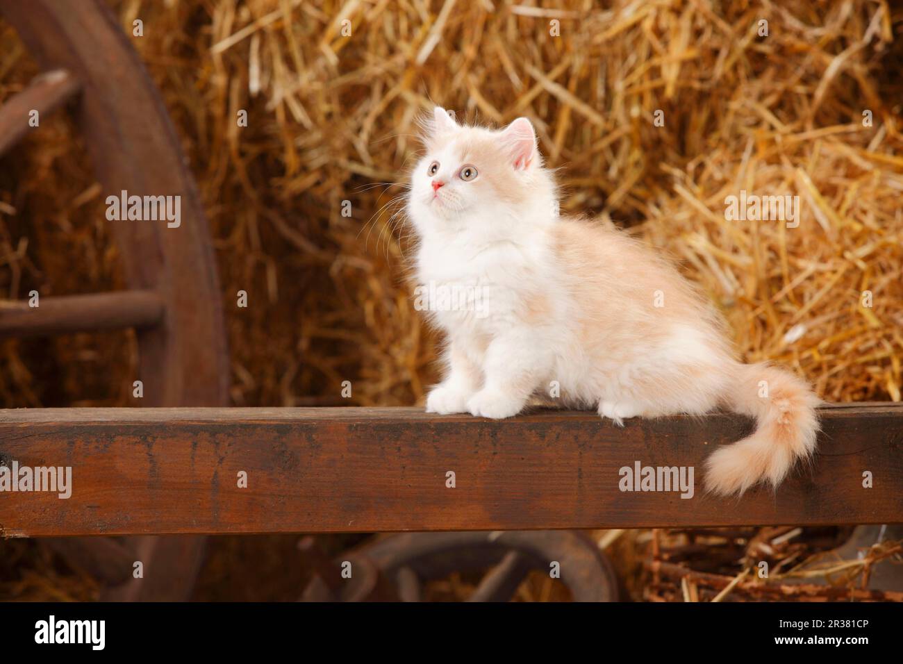 Britisches Longhair, Kätzchen, cremeweiß, 10 Wochen Stockfoto