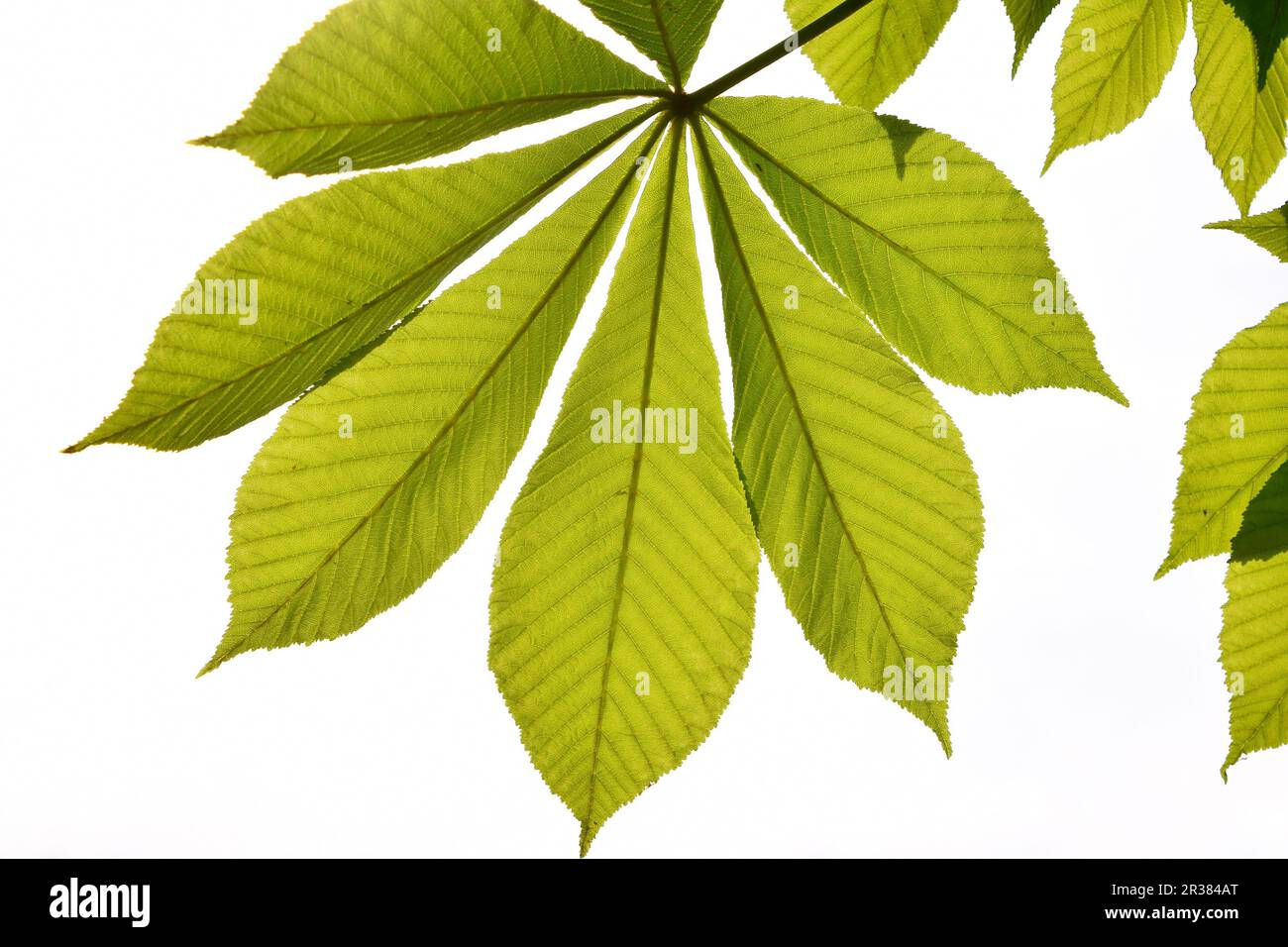 Transluzente Rosskastanie texturiert grüne Blätter im Gegenlicht auf weißen Himmelshintergrund mit Sonne Glanz Flare (vollständige Blatt) Stockfoto