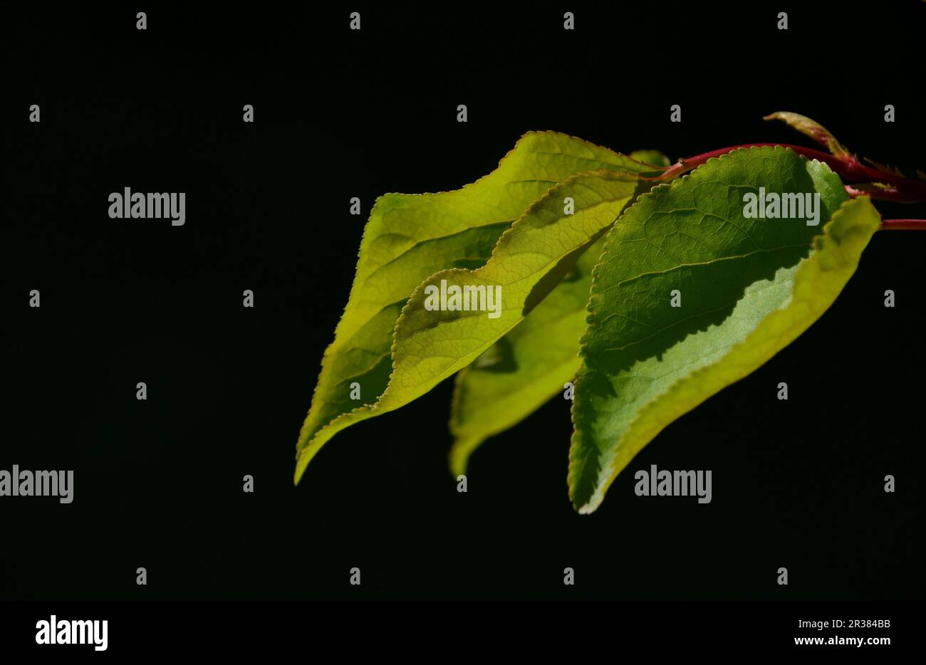 Gruppe von drei Aprikosenbaum Blätter im Gegenlicht auf schwarzem Hintergrund Stockfoto