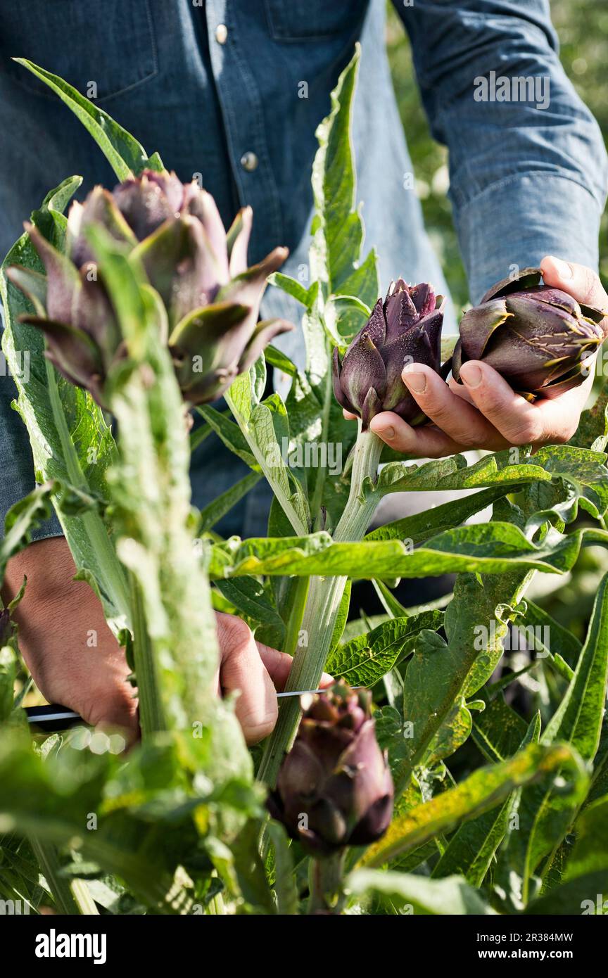 Artischocken ernten Stockfoto
