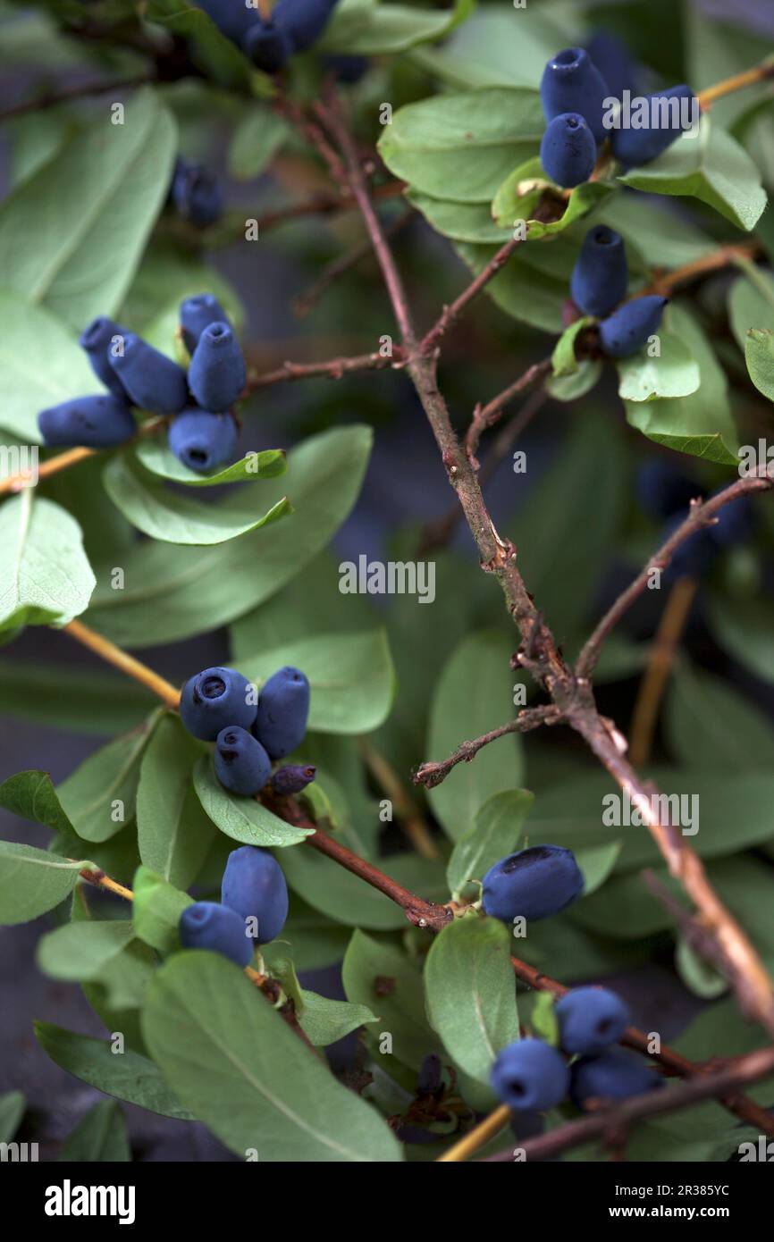 Kamtschatka-Beeren auf dem Zweig (Lonicera kamtschatica) Stockfoto