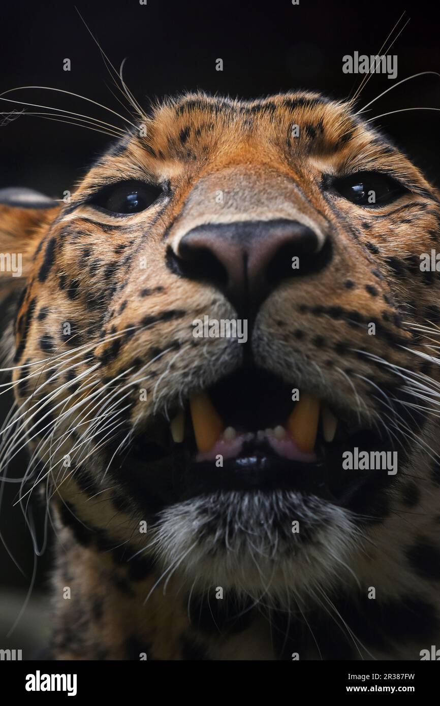 Extreme Nahaufnahme Portrait von Persischer Leopard Stockfoto