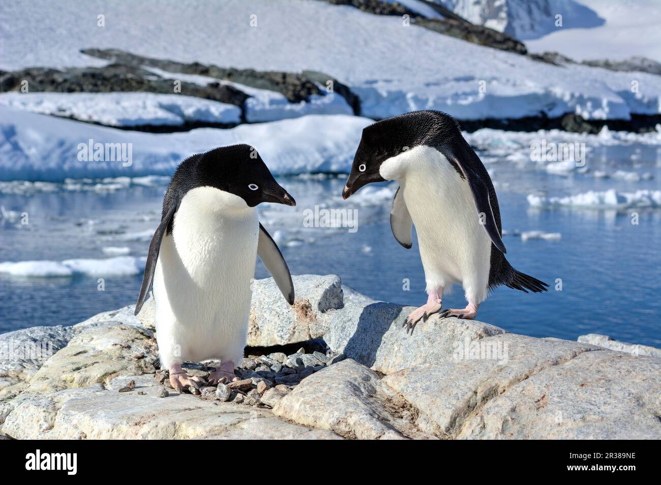 Werbetanz und Werbetanz zwischen Adélie-Pinguinen in der Antarktis Stockfoto