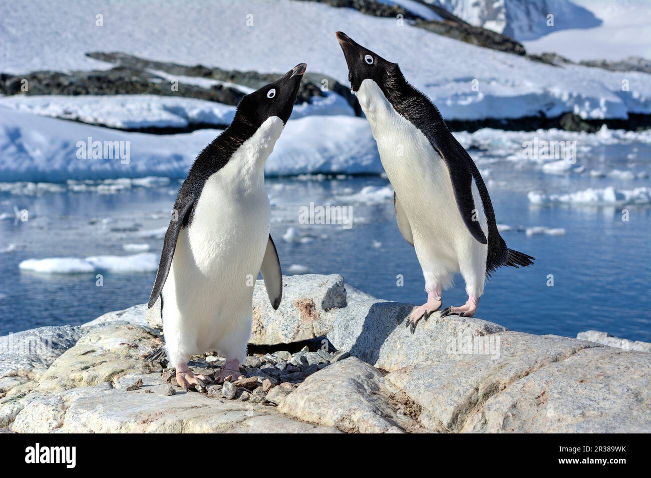 Werbetanz und Werbetanz zwischen Adélie-Pinguinen in der Antarktis Stockfoto