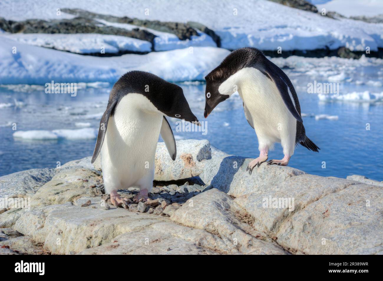 Werbetanz und Werbetanz zwischen Adélie-Pinguinen in der Antarktis Stockfoto