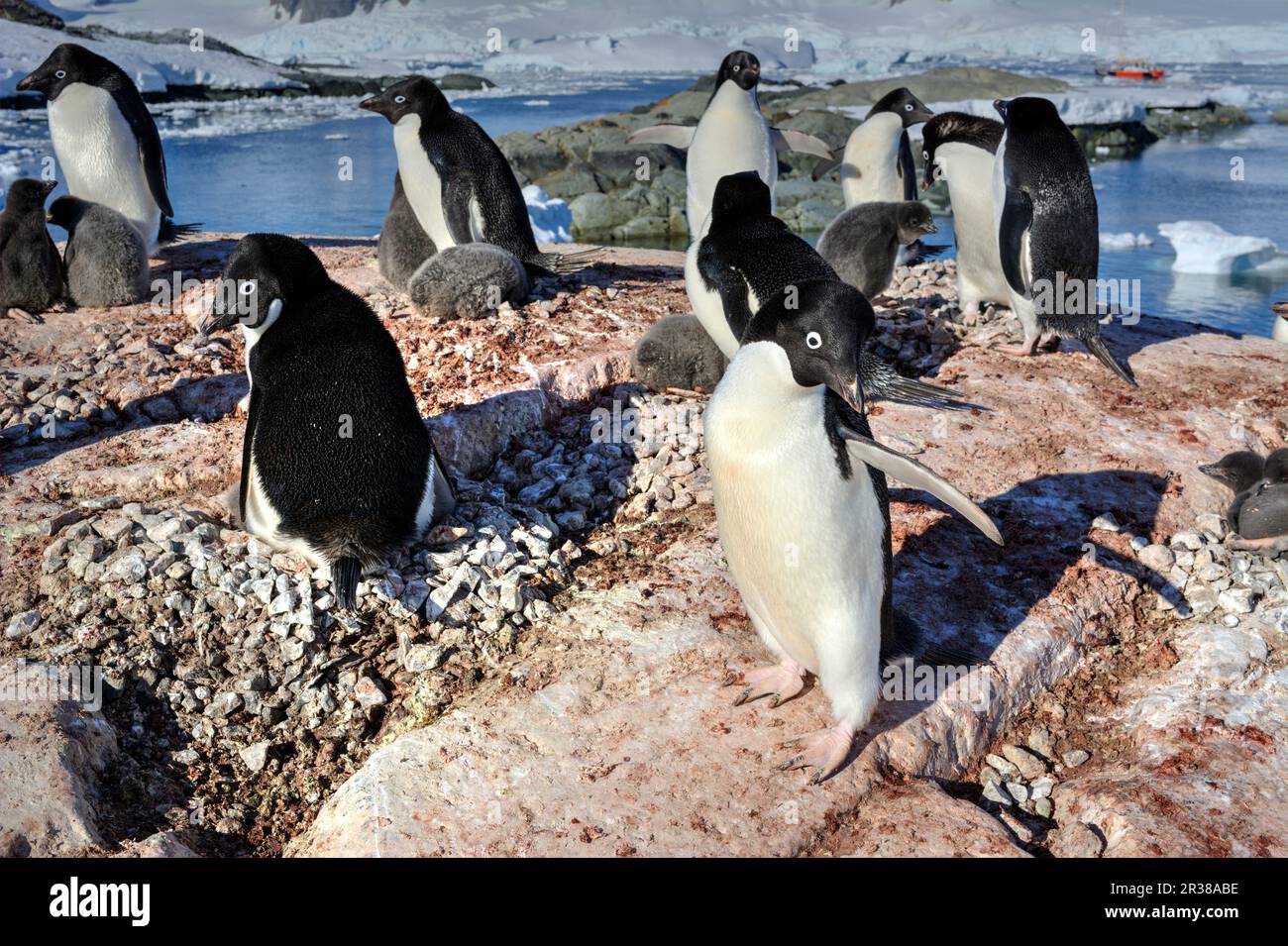 Adélie-Pinguin-Zuchtkolonie in der Antarktis Stockfoto