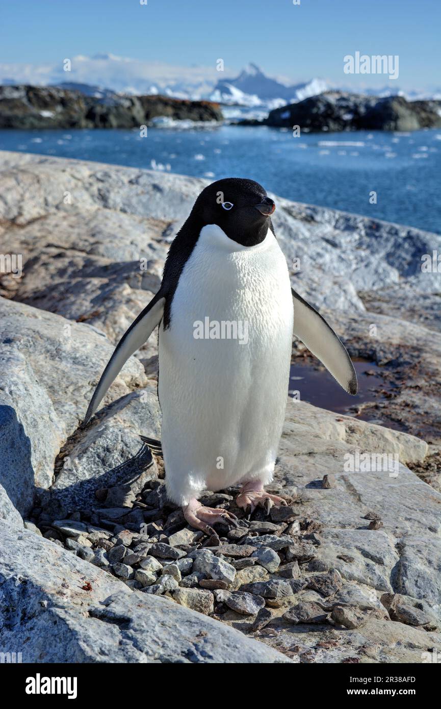 Adélie-Pinguin-Zuchtkolonie in der Antarktis Stockfoto