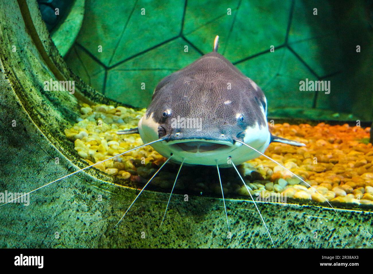 Whisker im Aquarium Stockfoto