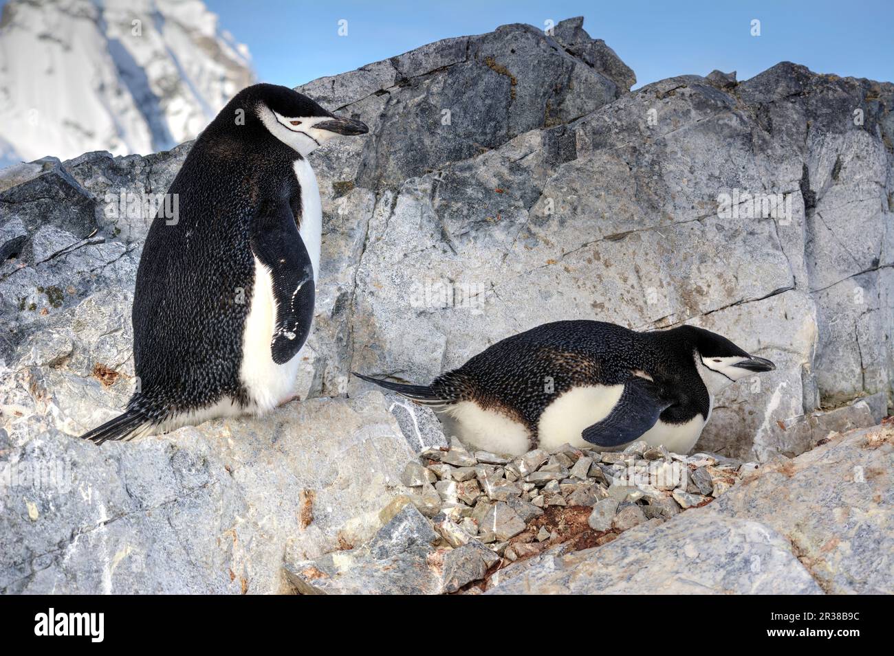 Kinnfalle-Pinguine schlüpfen Eier auf Nestern und ziehen Küken in der Antarktis auf. Stockfoto