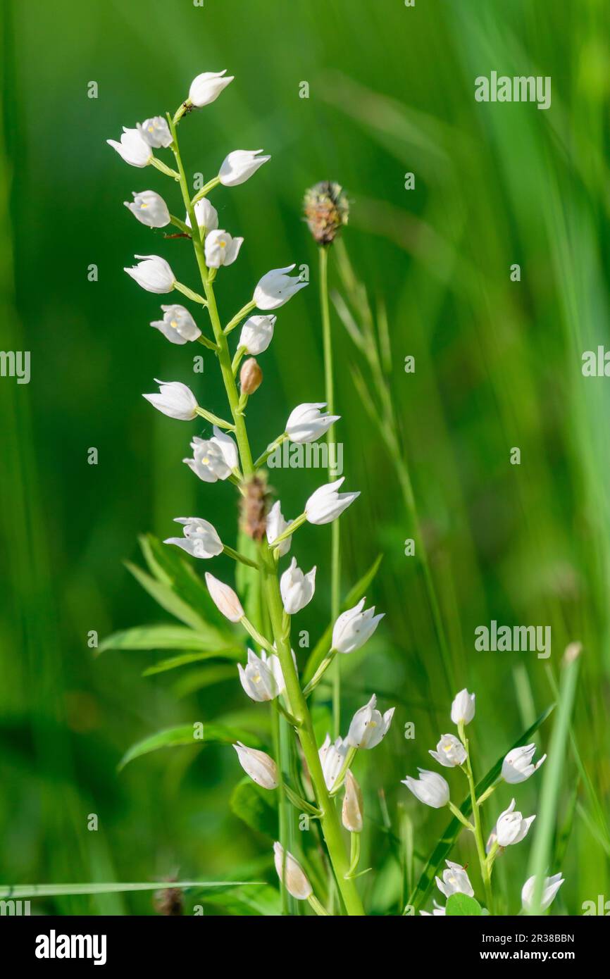 Cephalanthera longifolia, schmalblättriges Helleborin, schwertblättriges Helleborin oder langblättriges Helleborin Stockfoto