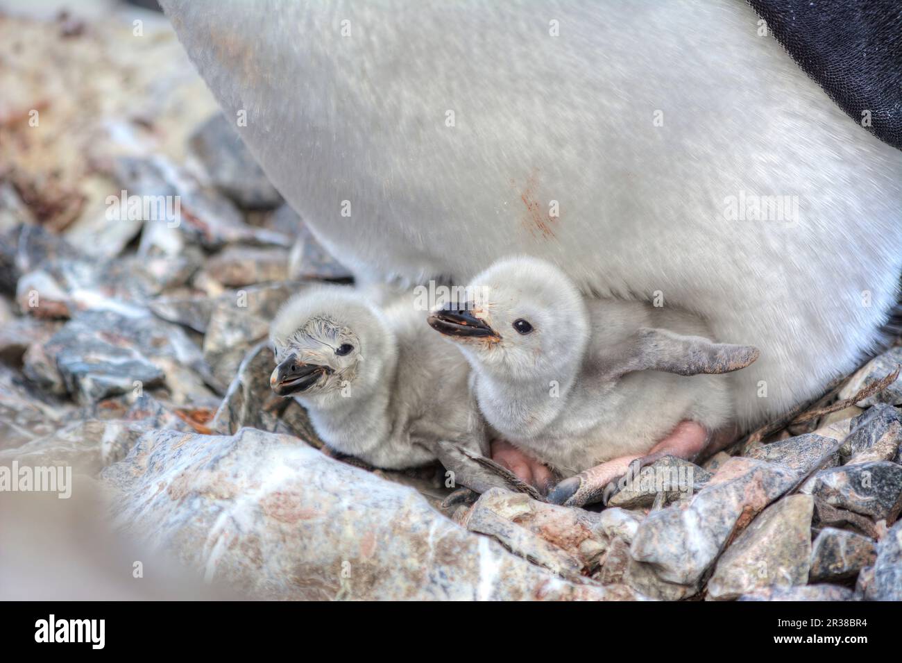 Kinnfalle-Pinguine schlüpfen Eier auf Nestern und ziehen Küken in der Antarktis auf. Stockfoto