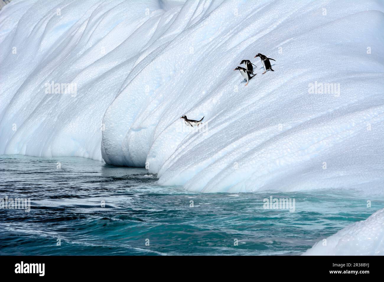 Pinguine stehen am Rand einer Eisscholle und springen von ihr in das Wasser der Antarktis Stockfoto