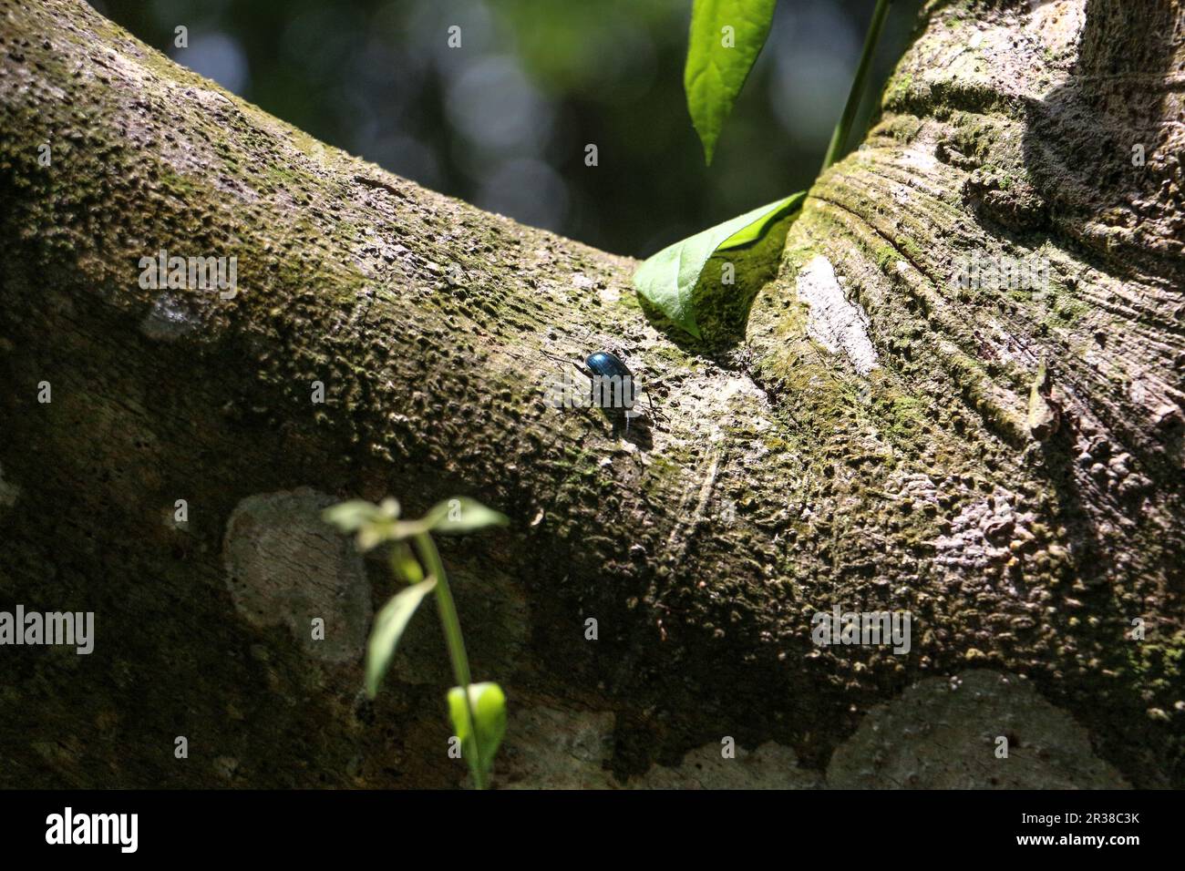 Laute Käfer Stockfoto