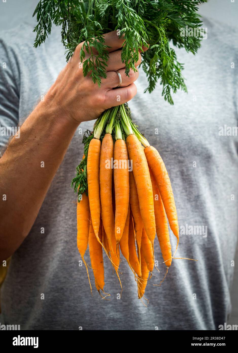 Mann hält eine Reihe von frischen Karotten Stockfoto