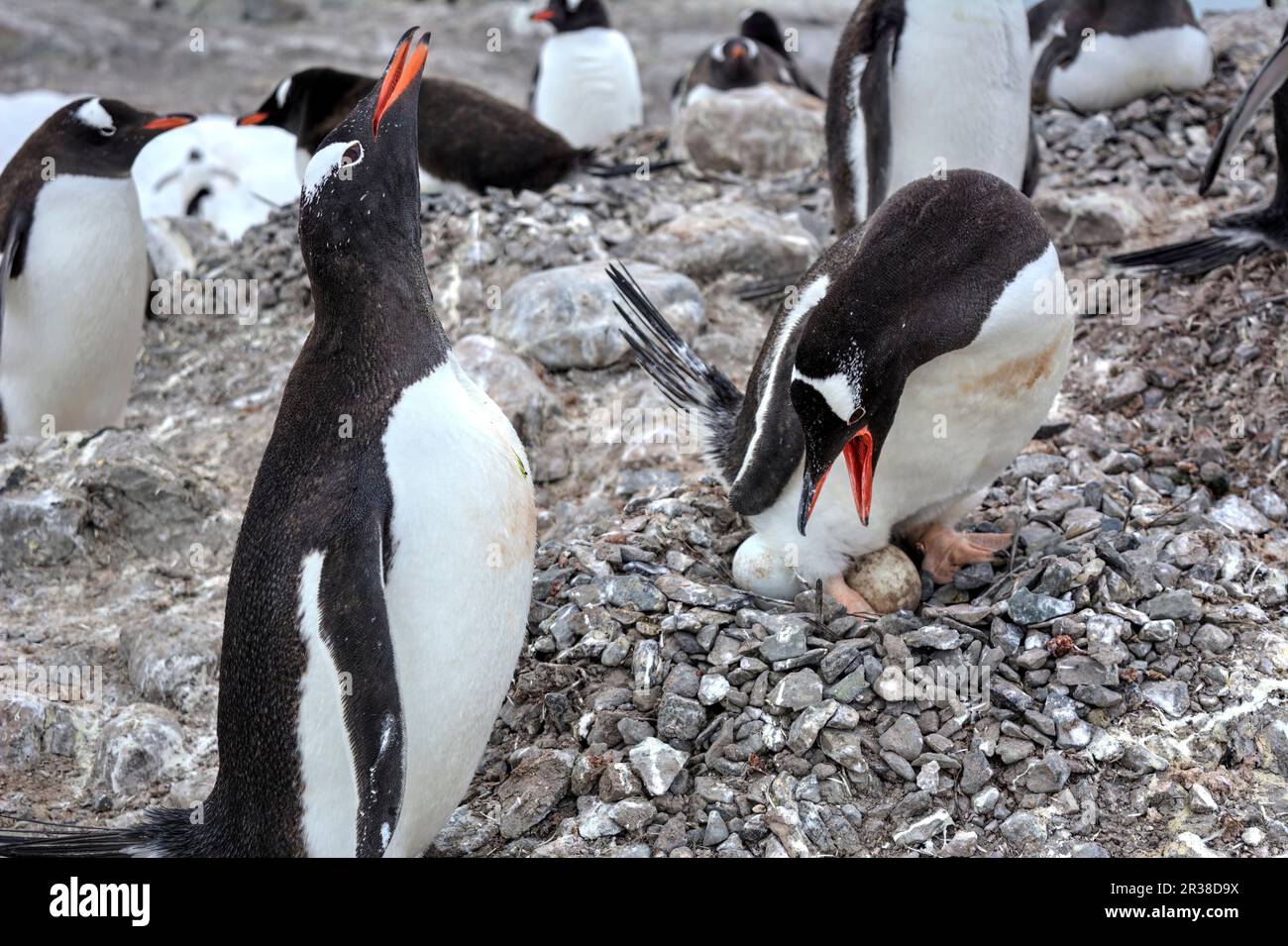 Gentoo-Pinguin-Kolonien während der Zuchtsaison in der Antarktis Stockfoto