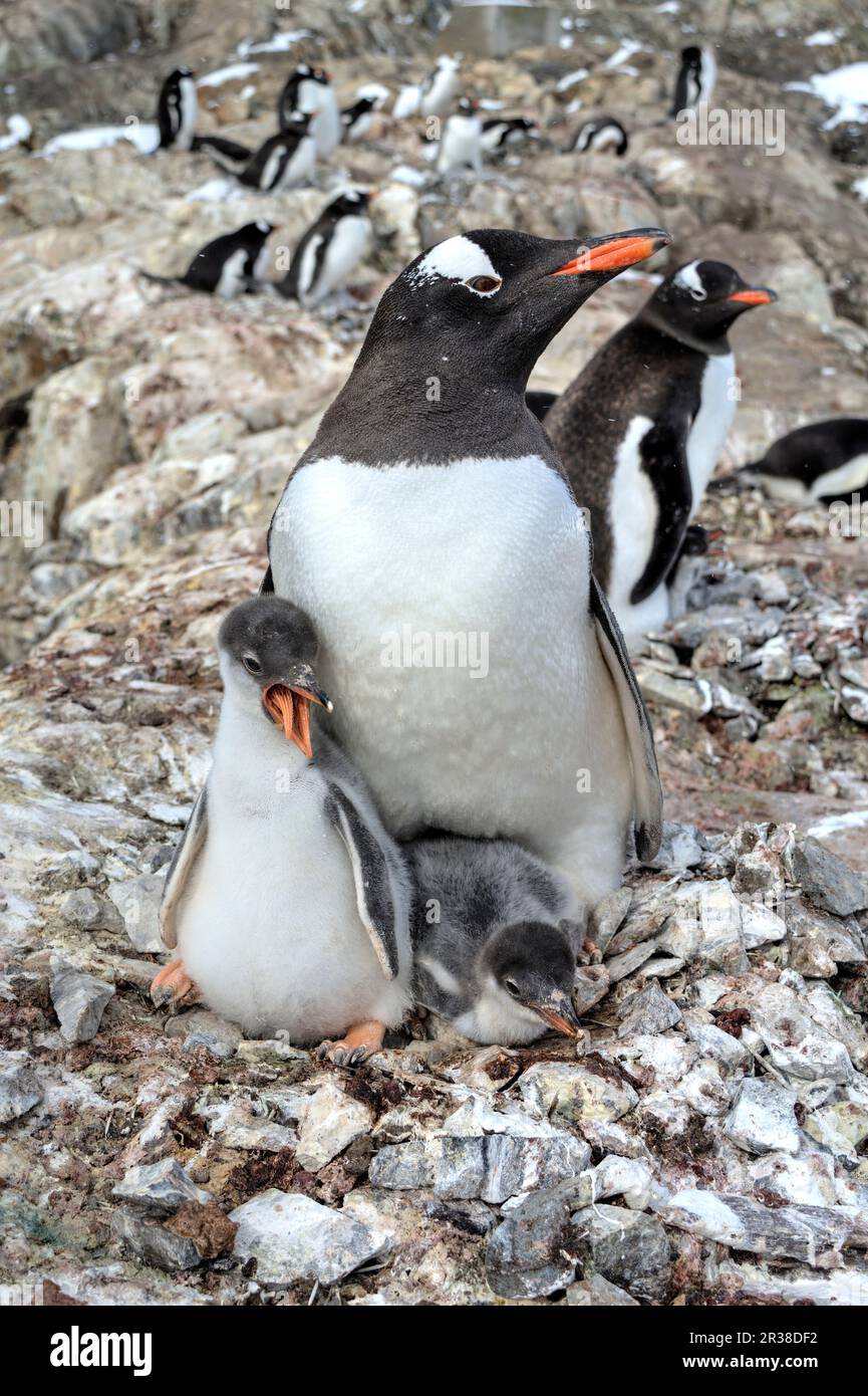 Gentoo-Pinguin-Kolonien während der Zuchtsaison in der Antarktis Stockfoto