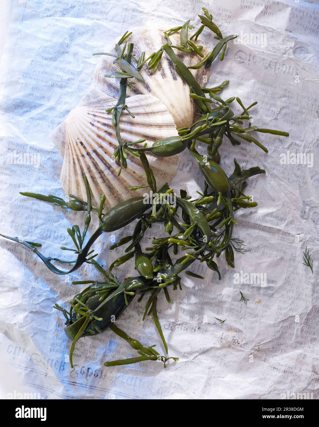 Algen und Muscheln auf einem Blatt Papier Stockfoto