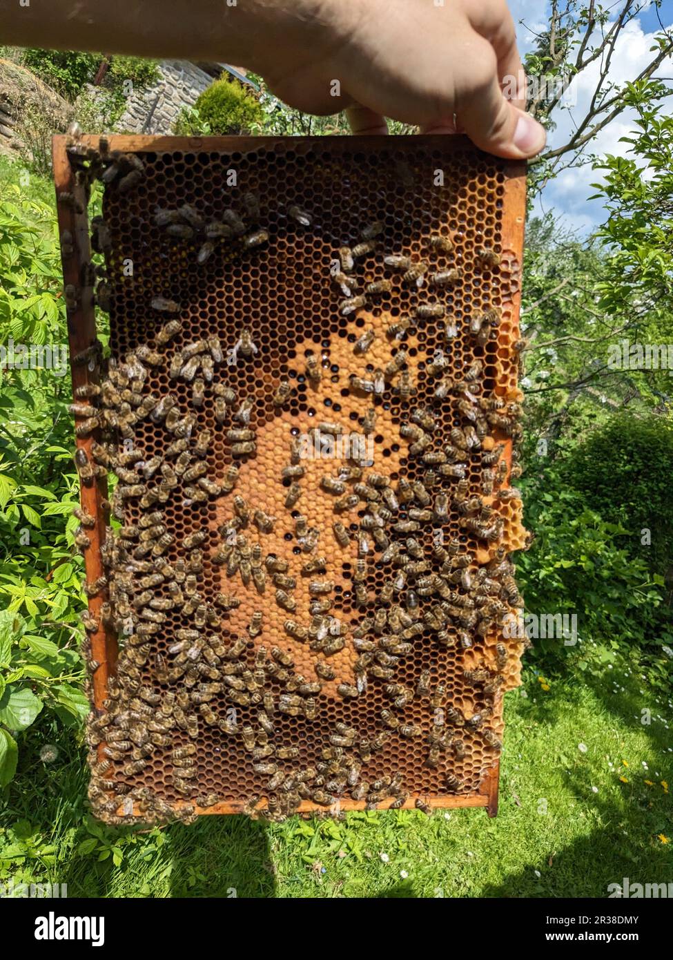 Bienen wandeln Nektar in Honig um. Nahaufnahme, Makroansicht. Bienenbrut - Eier, Larven und Puppen, die von Honigbienen in festen Zellen gezüchtet werden. Arbeiterbienen, die auf fram sitzen Stockfoto