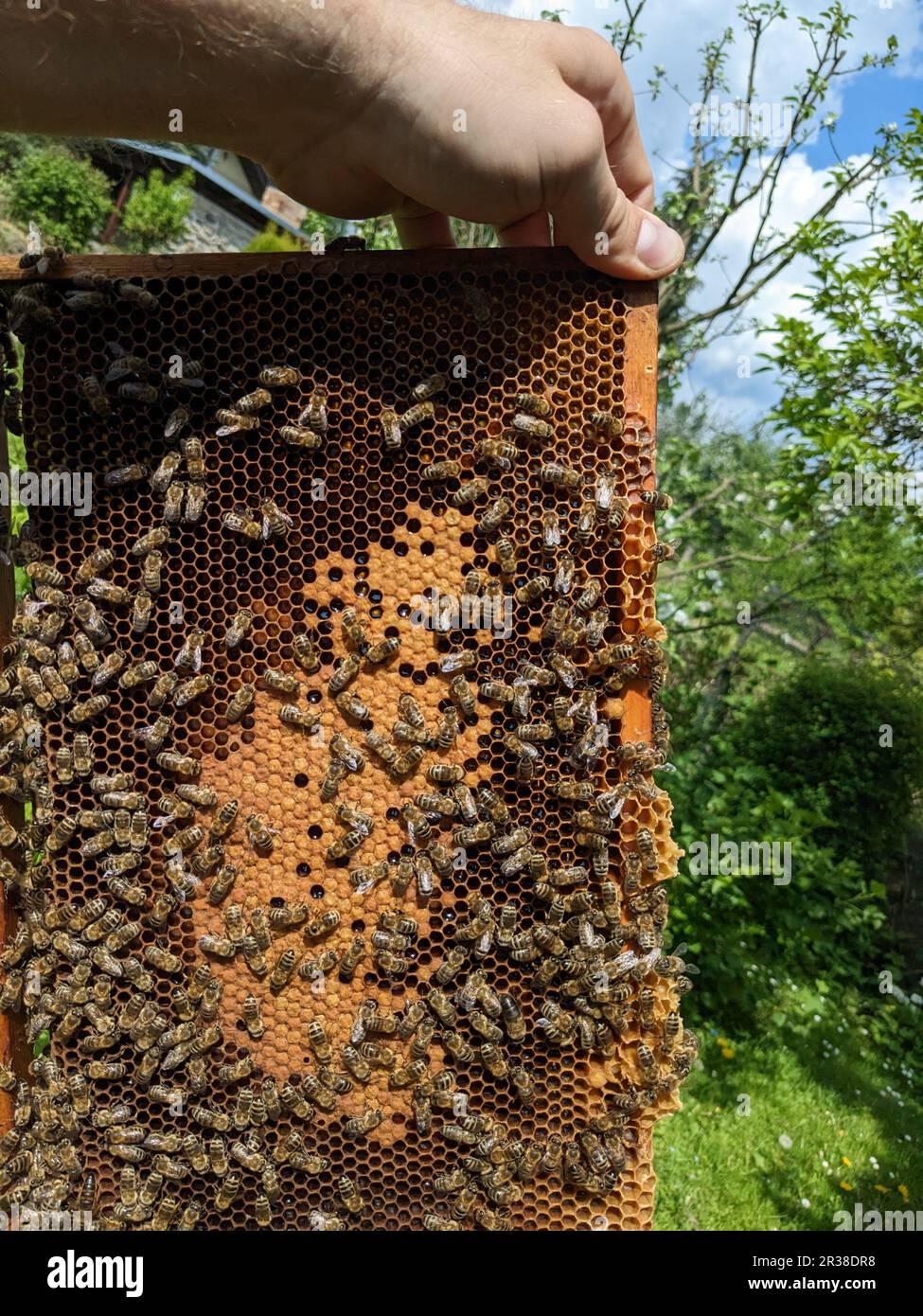 Bienen wandeln Nektar in Honig um. Nahaufnahme, Makroansicht. Bienenbrut - Eier, Larven und Puppen, die von Honigbienen in festen Zellen gezüchtet werden. Arbeiterbienen, die auf fram sitzen Stockfoto