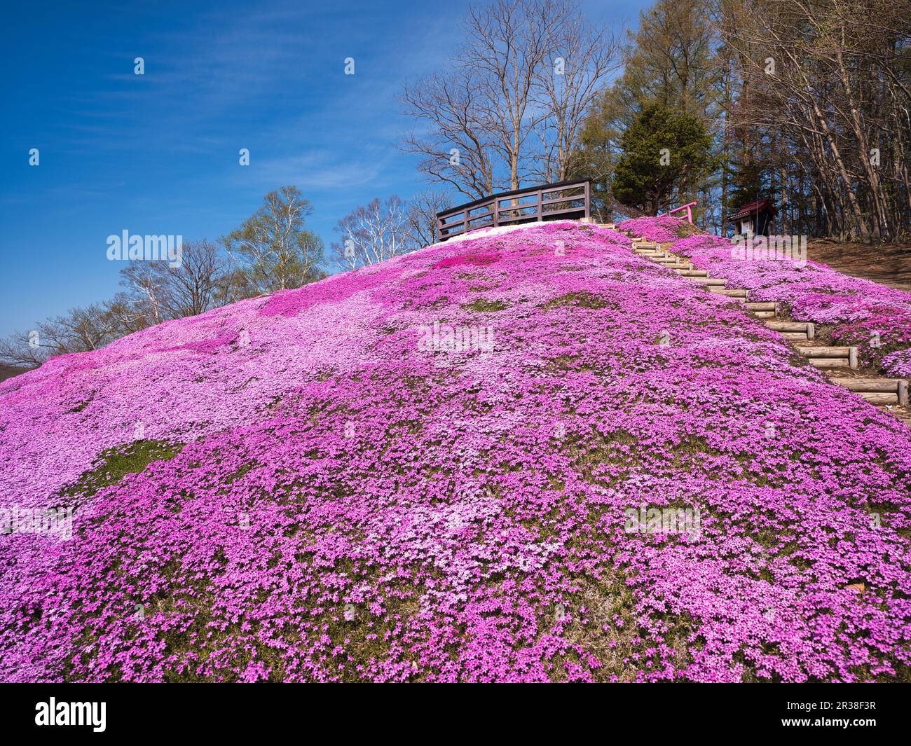 Higashimokoto Shibazakura Park, Hokkaido, Japan Stockfoto