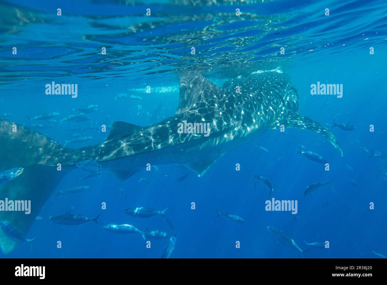 Walhai unter dem Meer in Oslob, Cebu, Philippinen Stockfoto