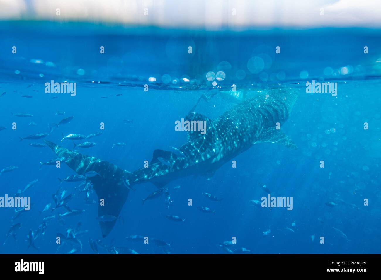 Walhai unter dem Meer in Oslob, Cebu, Philippinen Stockfoto